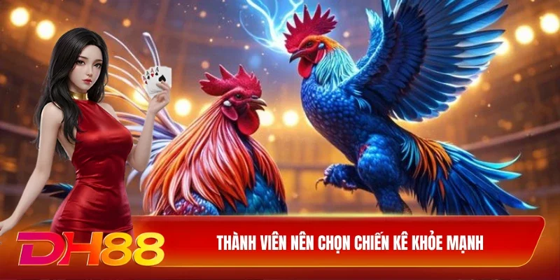 Thành viên nên chọn chiến kê khỏe mạnh