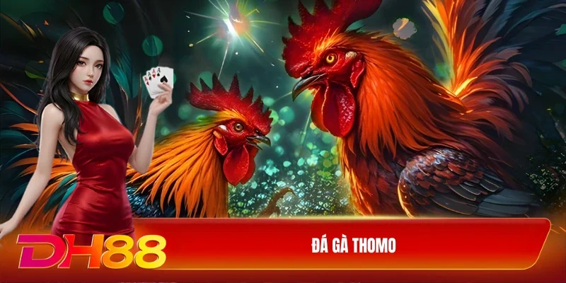 Đá gà Thomo