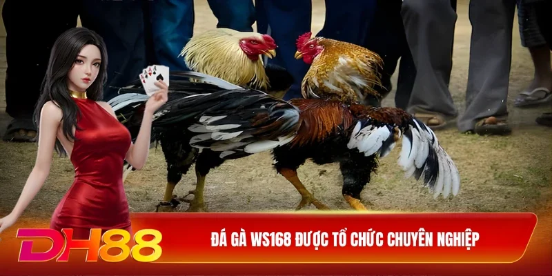 DH88 Đá gà WS168 Đá gà WS168 được tổ chức chuyên nghiệp