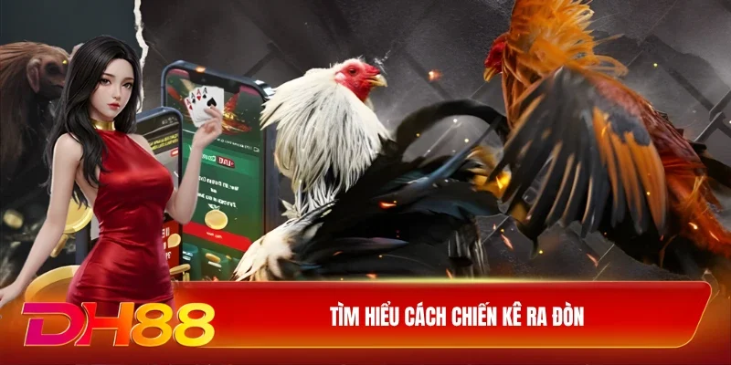 DH88 Đá gà WS168 Tìm hiểu cách chiến kê ra đòn