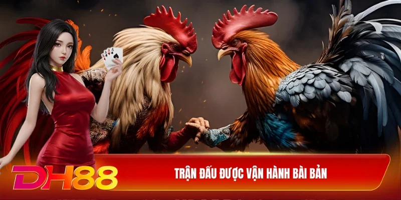 DH88 Đá gà WS168 Trận đấu được vận hành bài bản