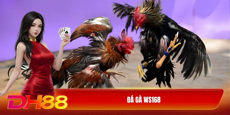 Đá gà WS168